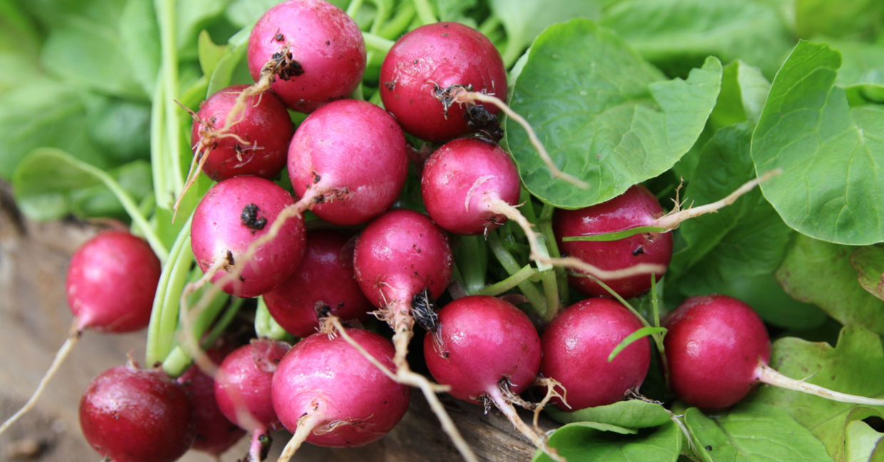 Red globe radishes are very healthy.