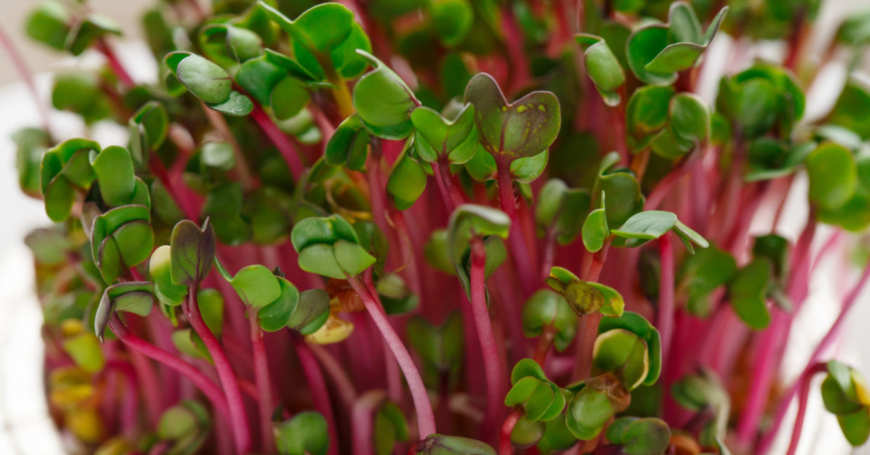 Radish micro-greens may prevent some cancers.