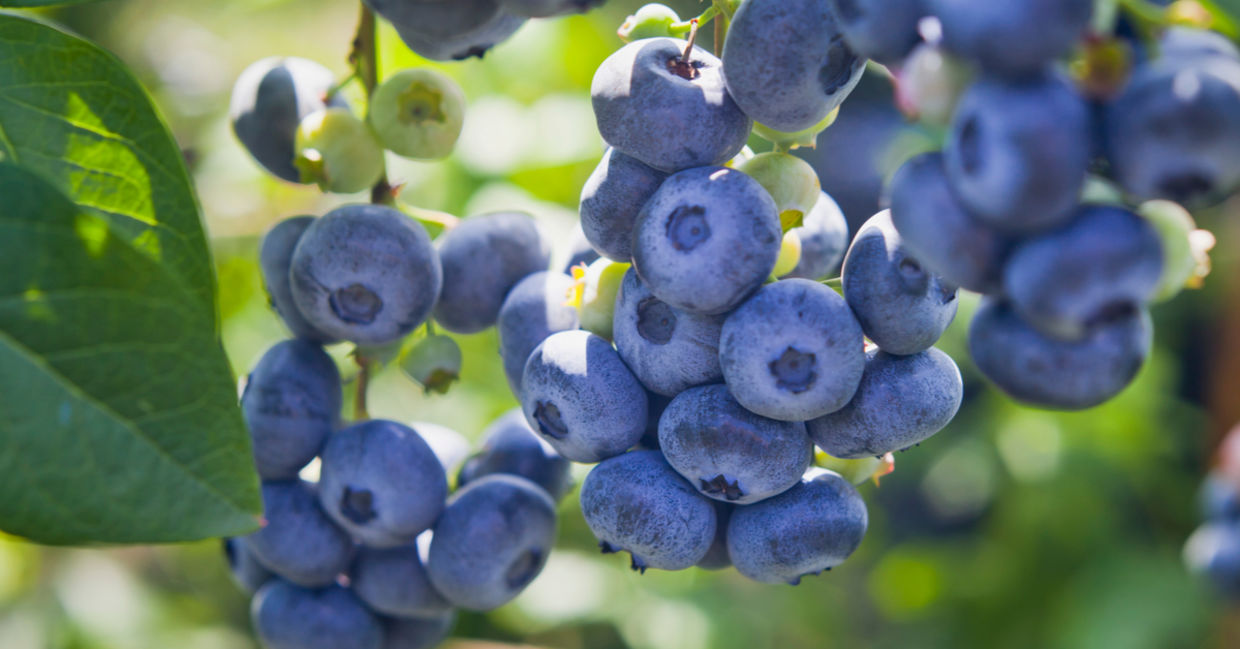 Blueberries are a Superfood.
