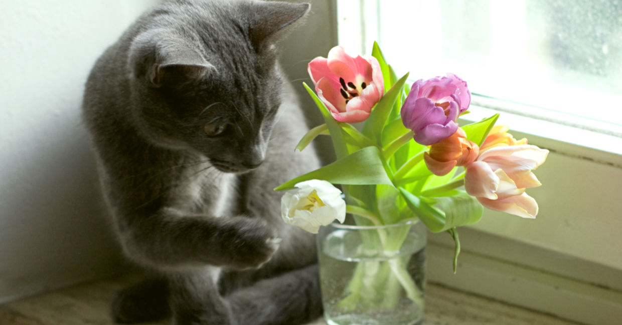 A curious cat examines tulips on a sun-filled windowsill.