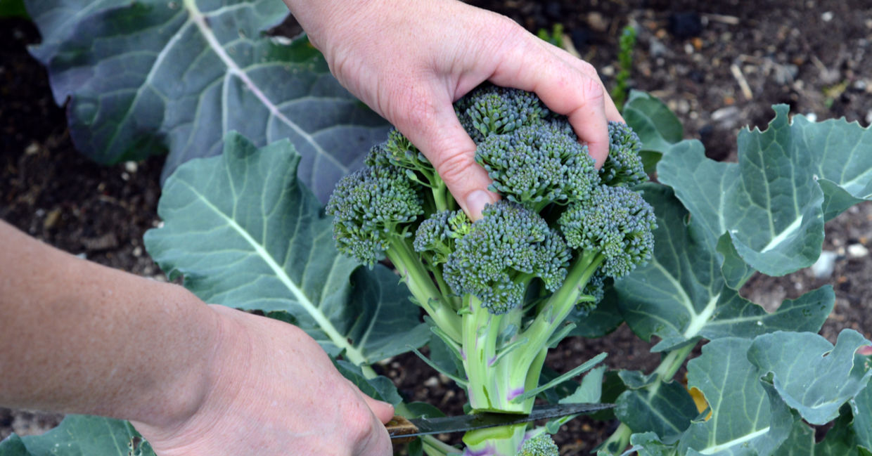 Broccoli is a great winter vegetable