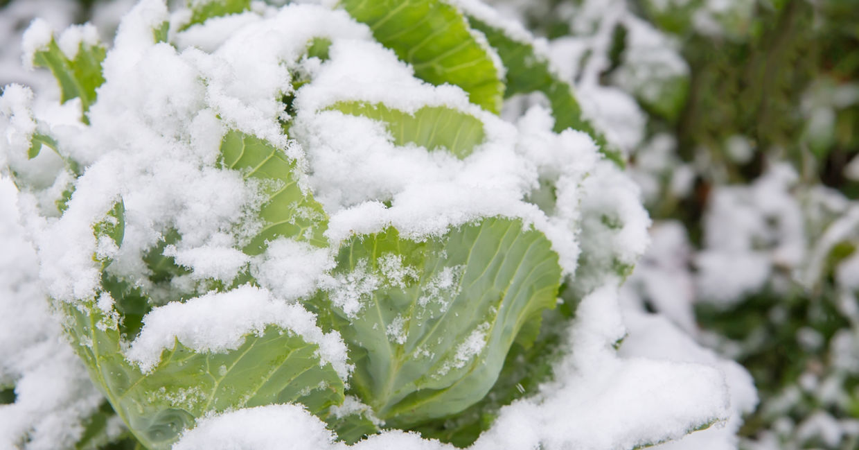 Cabbage is a great winter vegetable