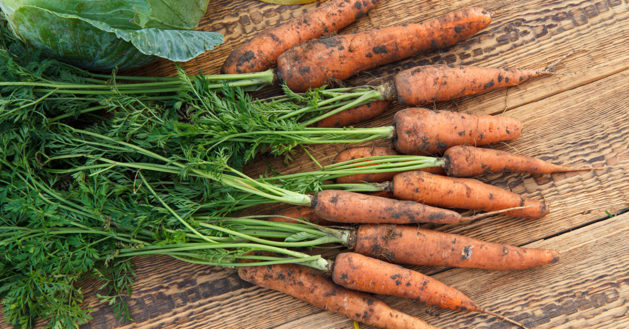 Carrots are a great winter vegetable to grow