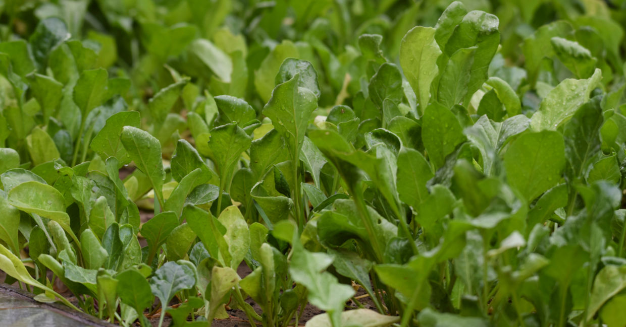 Spinach is a great winter vegetable for the garden