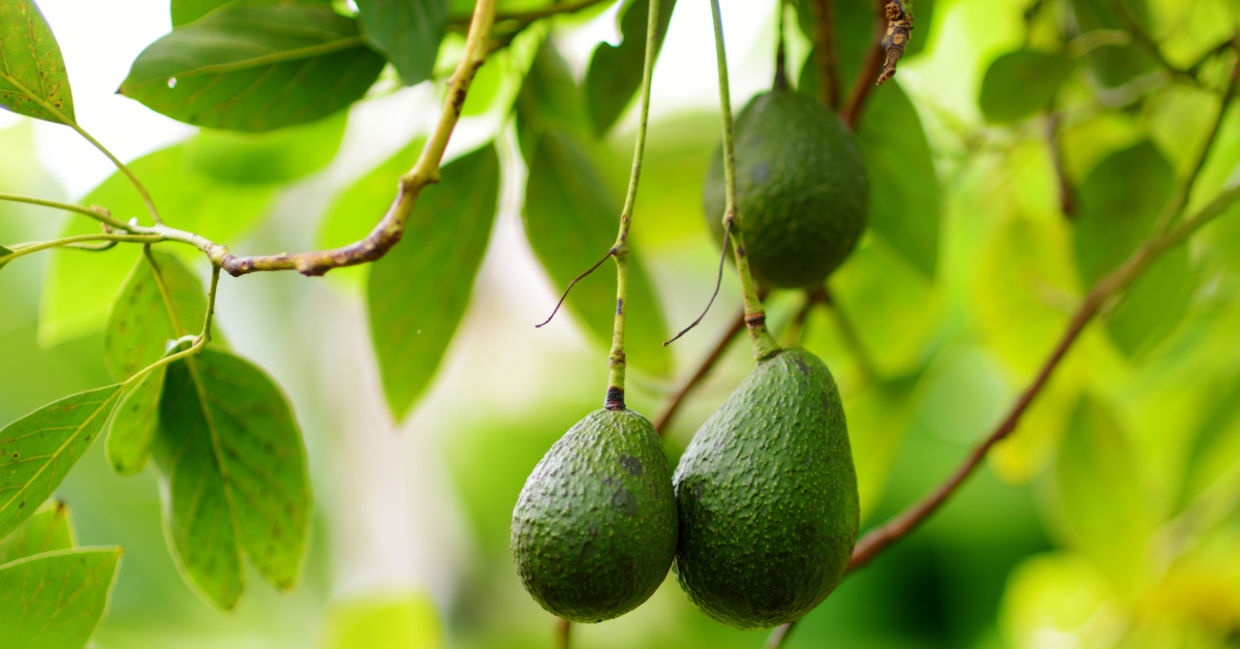 Avocados growing on a tree