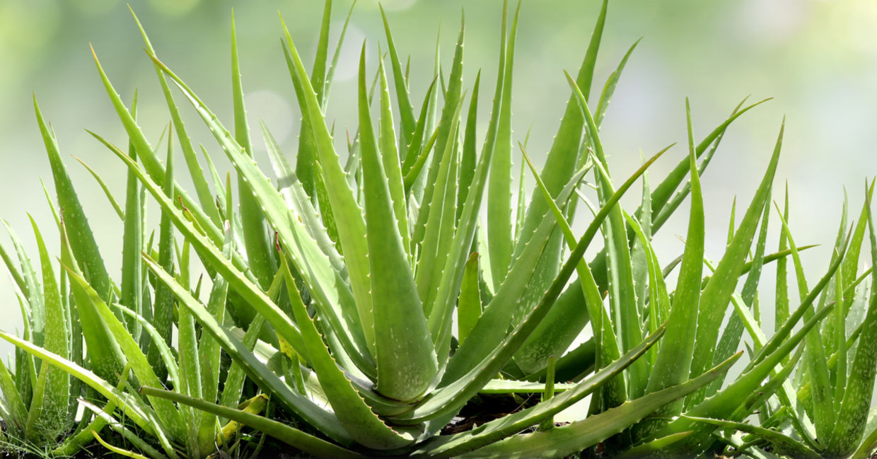 Aloe vera plants.