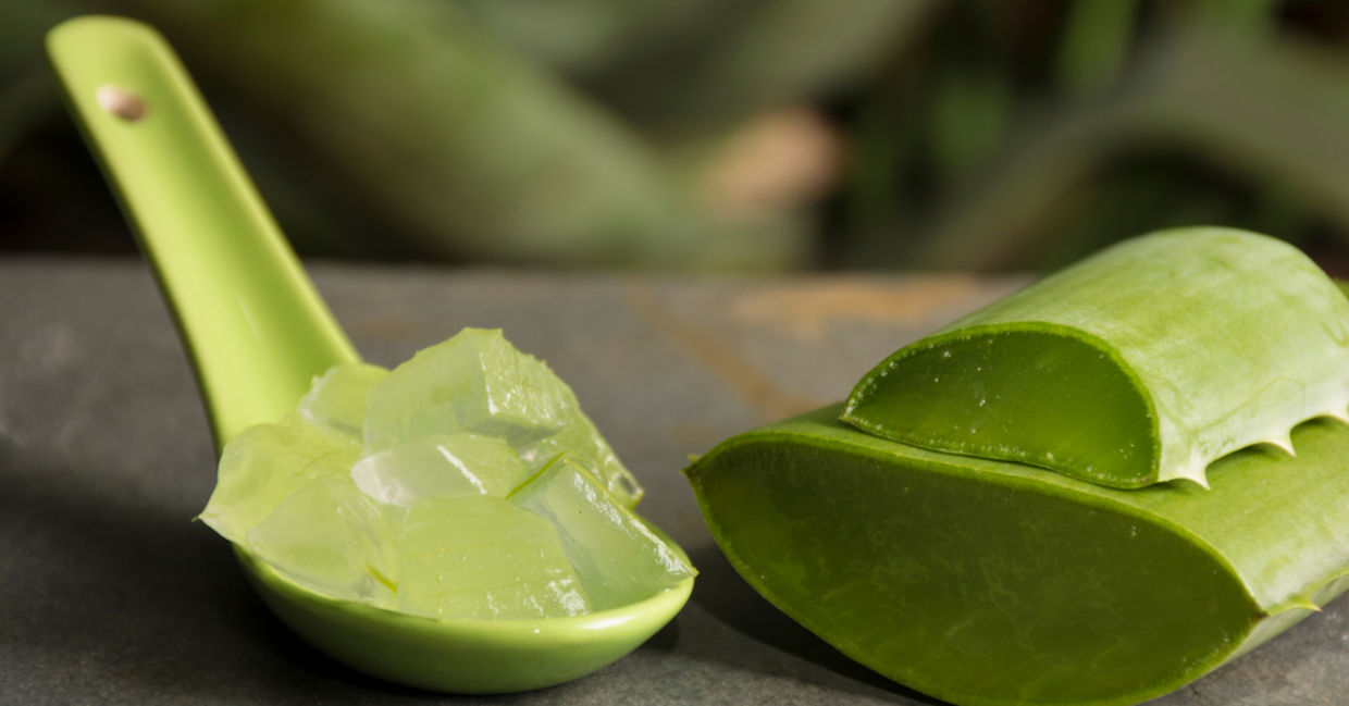 The latex in aloe leaves is has health benefits.