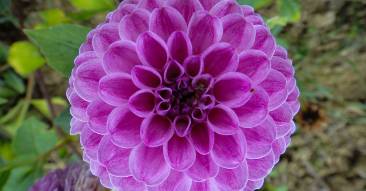 A dahlia flower’s petals display beauty, mathematics, geometry, and perfection.