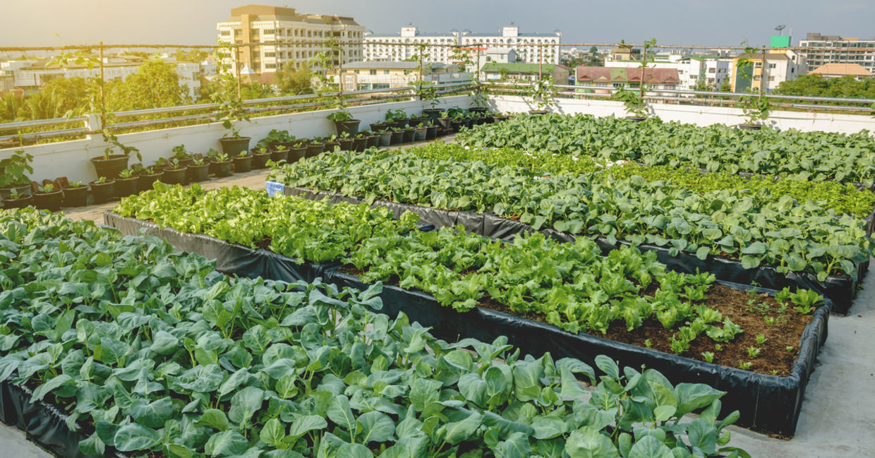 Urban rooftop farm.