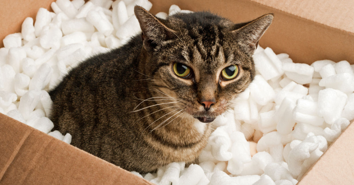 Packing peanuts cushion anything.