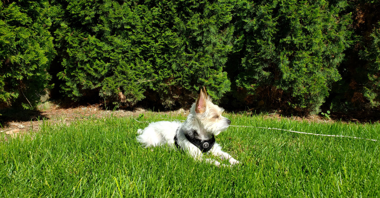 A lush buffalo grass lawn.