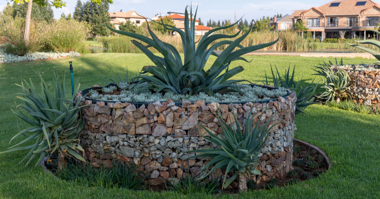 Aloe vera is part of this succulent garden.