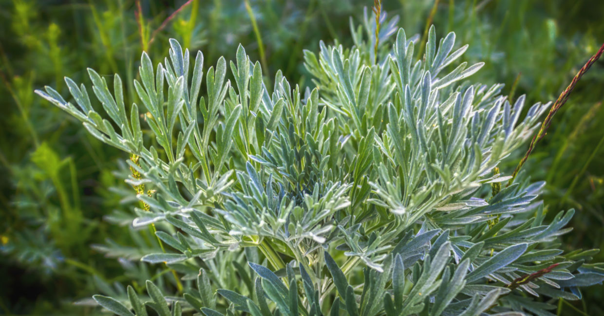 Artemisia is a drought- tolerant plant.