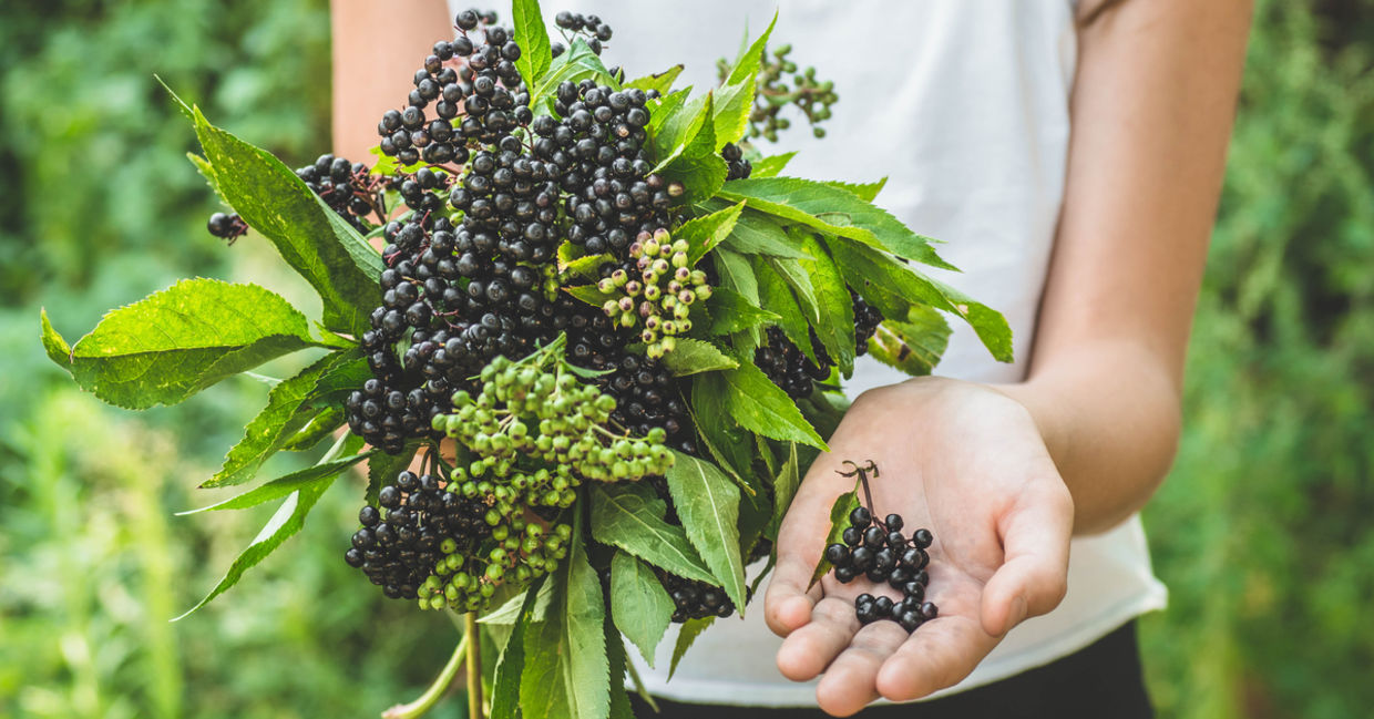 Elderberries have medicinal qualities.