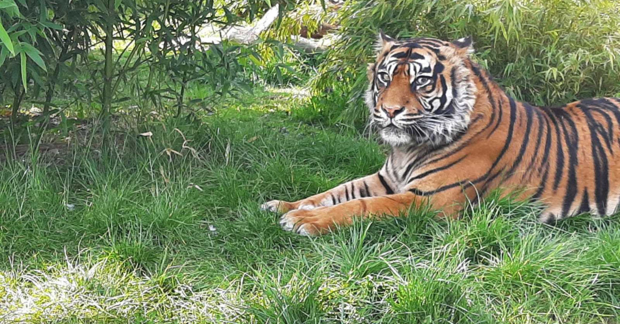 Tiger from Shepreth Wildlife Park after pioneering eye surgery