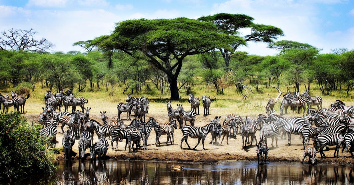 Thirsty Zebras, Serengeti National Park