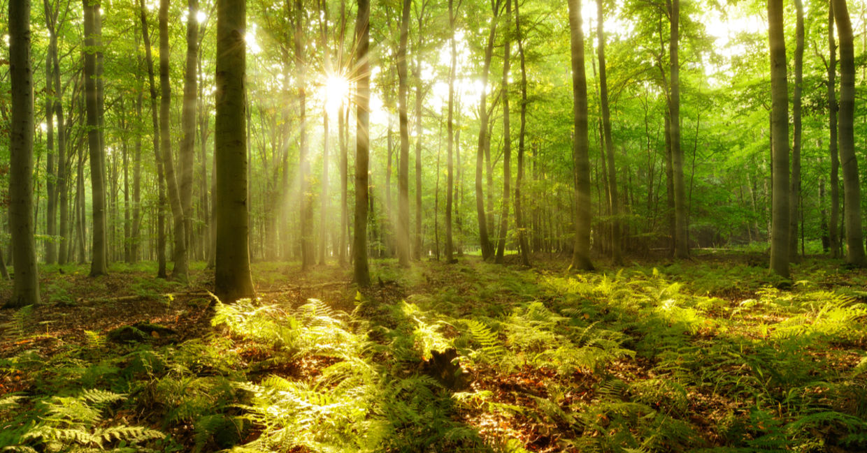 Sunlight filtering through a forest.