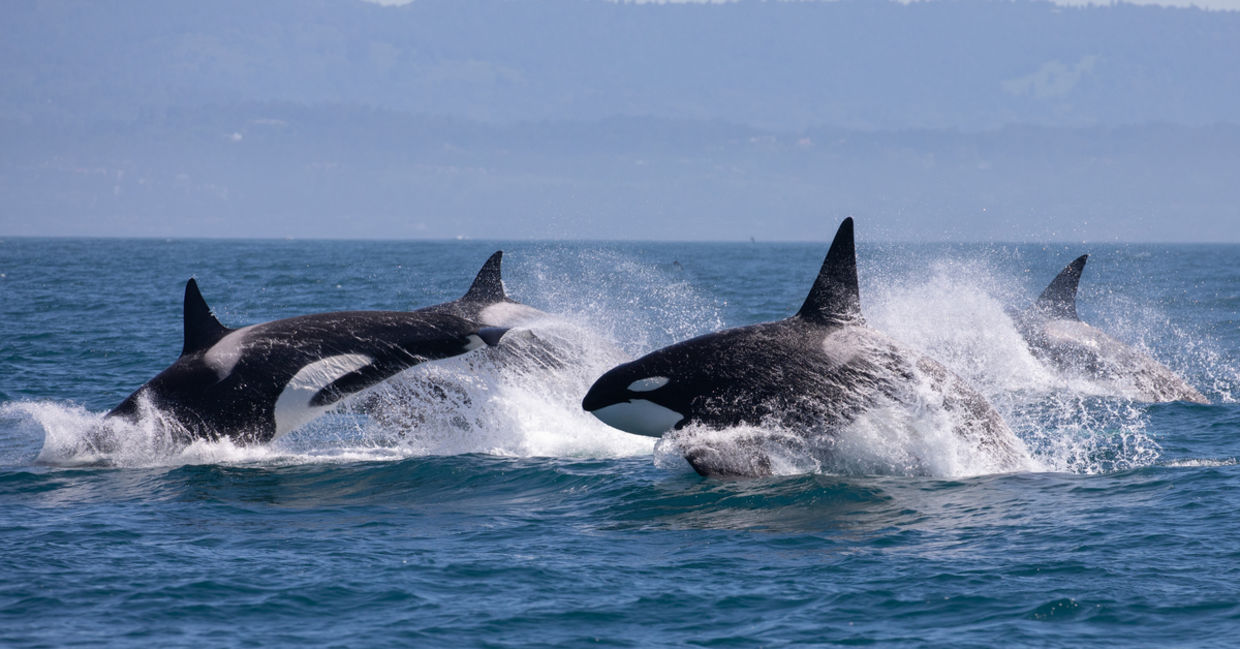 Killer whales in a protected marine space.