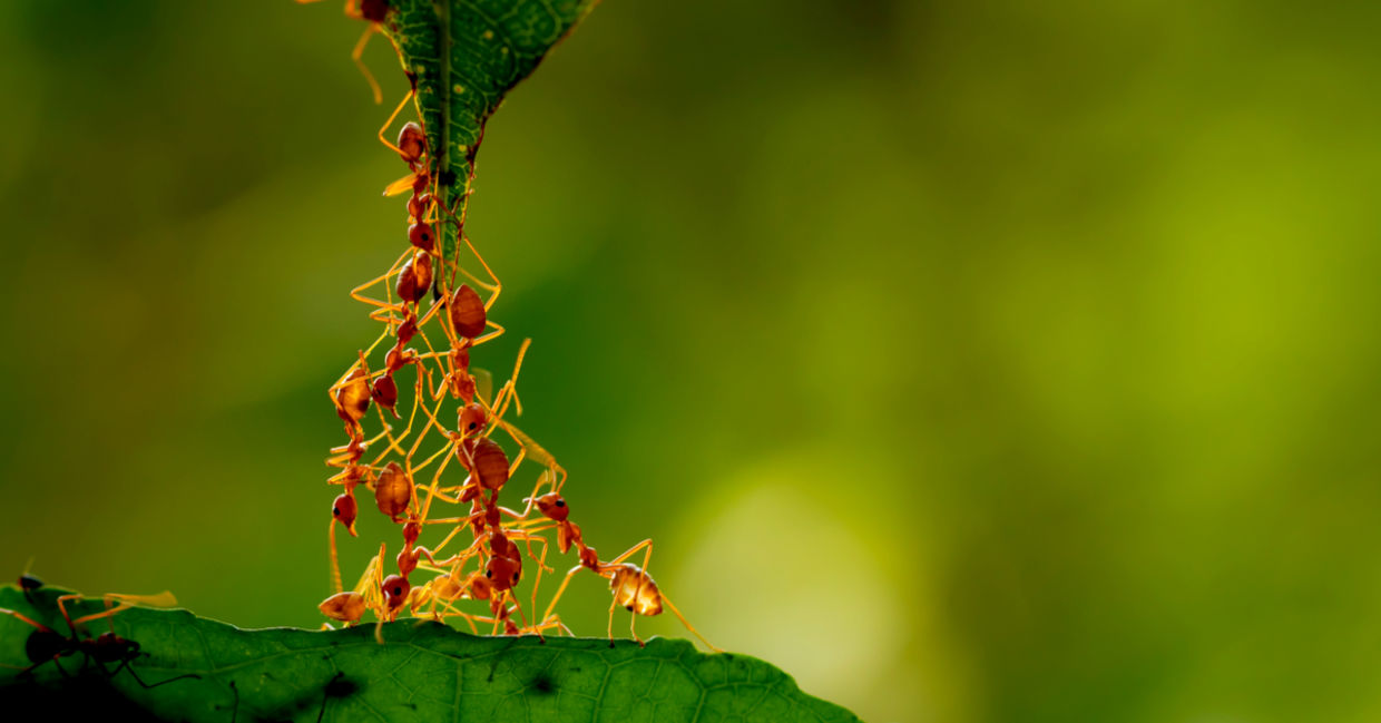 Ants using teamwork to create a bridge