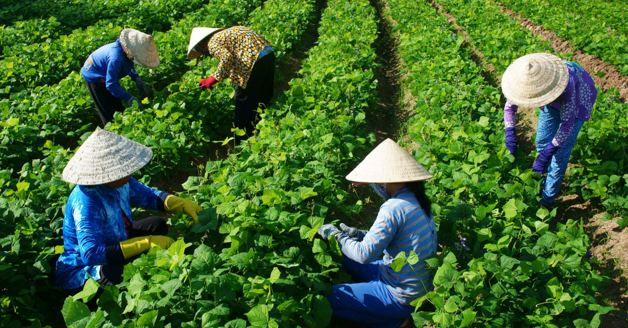 Vietnamese women harvesting crops.