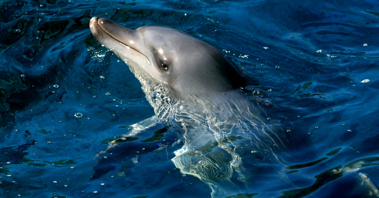 Portrait of an Indian Ocean bottlenose dolphin in blue water