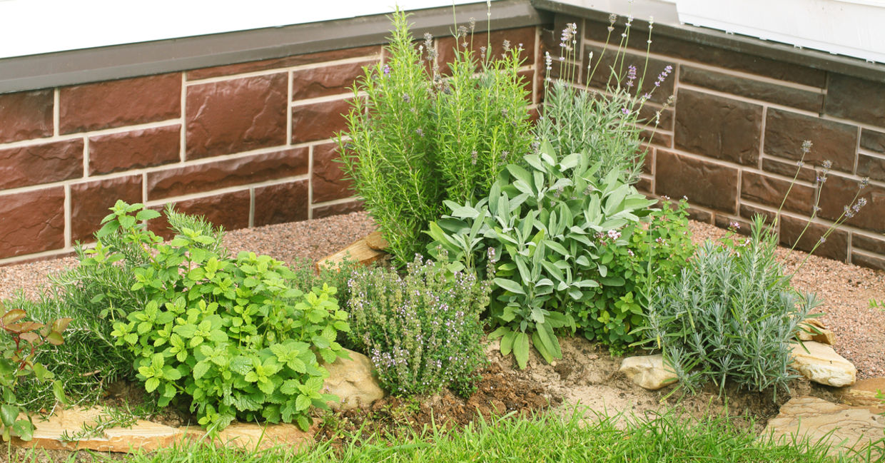 Plant rosemary near your patio to control mosquitos.