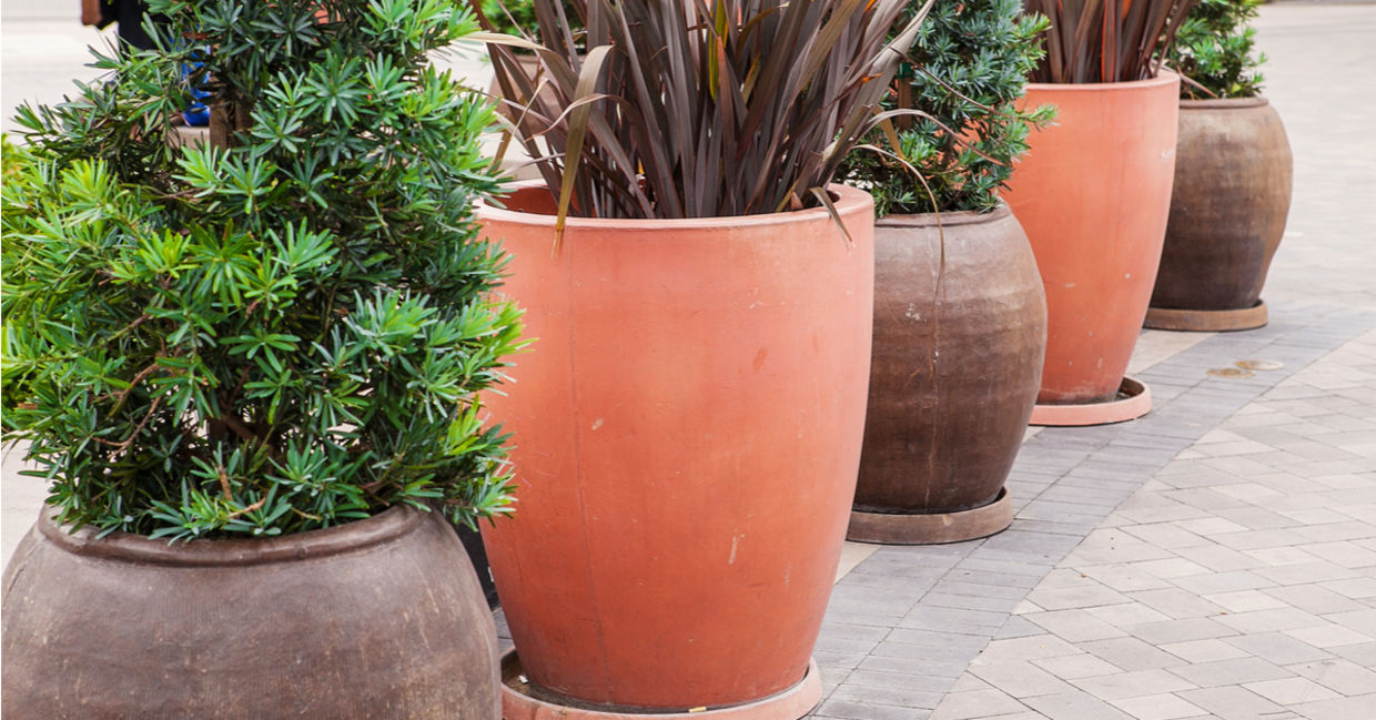 Outdoor potted plants sitting on saucers.