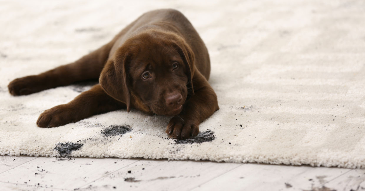 Clean dirty paw prints with this natural carpet cleaner.