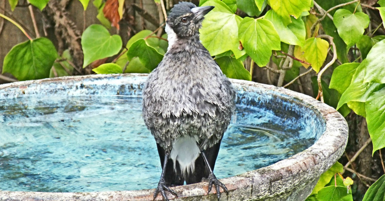 Fledgling Australian magpie having his first bath on a hot summer day