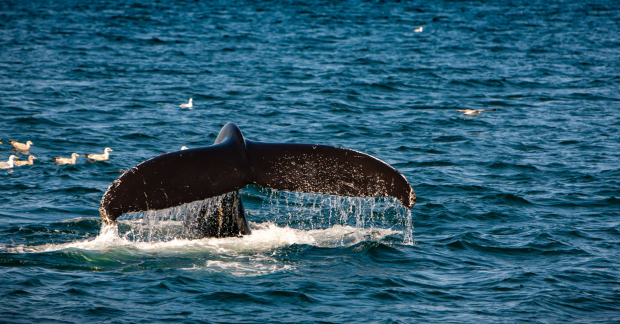 The tail of a right whale in the ocean