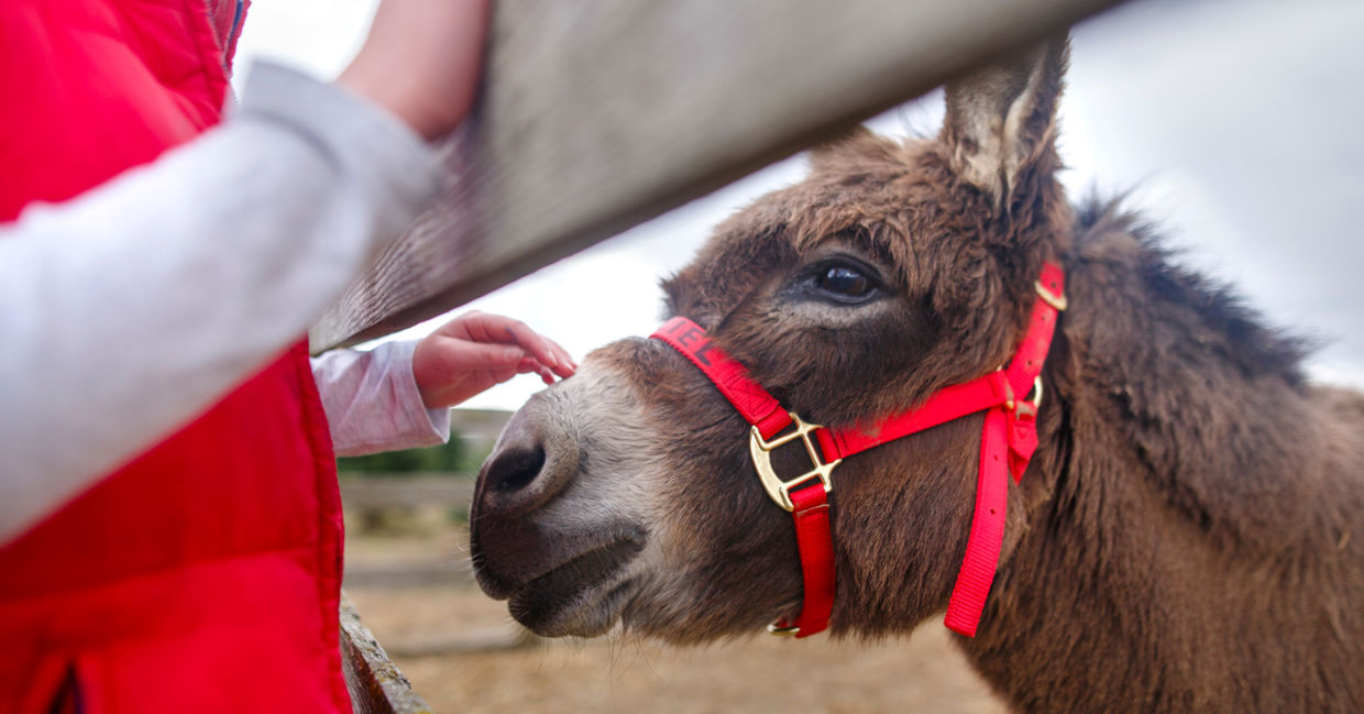 Mini donkeys are great support animals