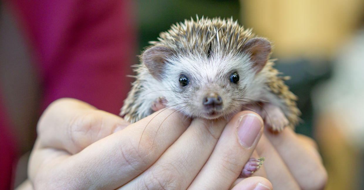 You can pet the soft bellies of hedgehogs.