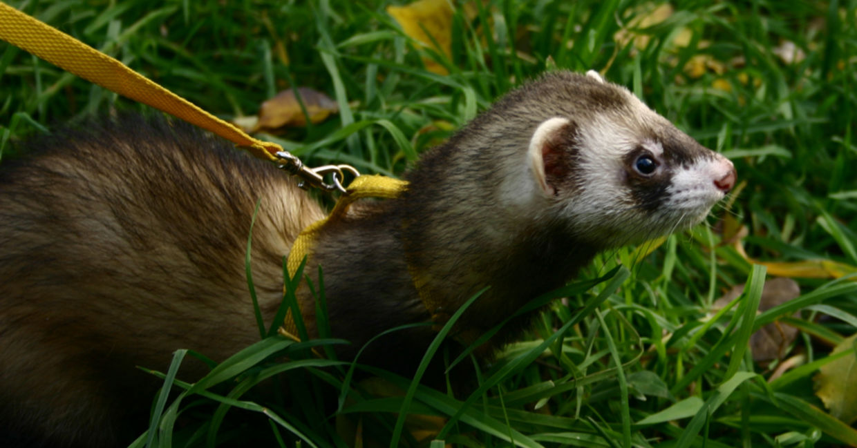 a ferret is easily trained.