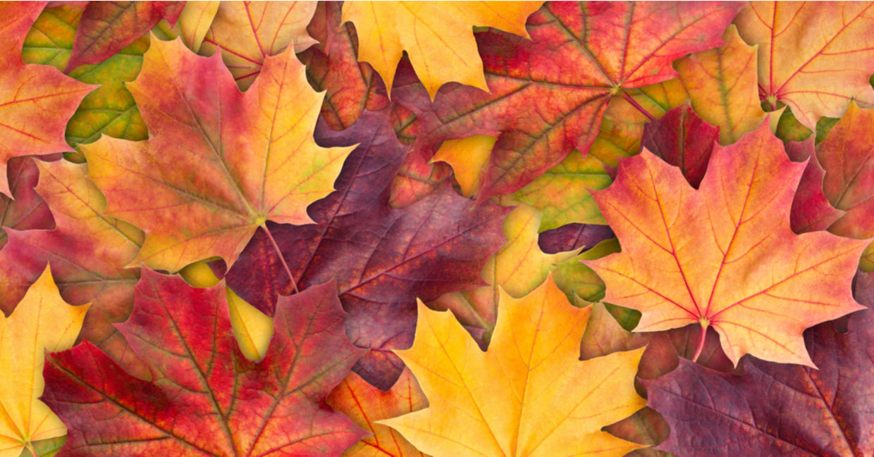 9 Fun Facts About Fall - Goodnet