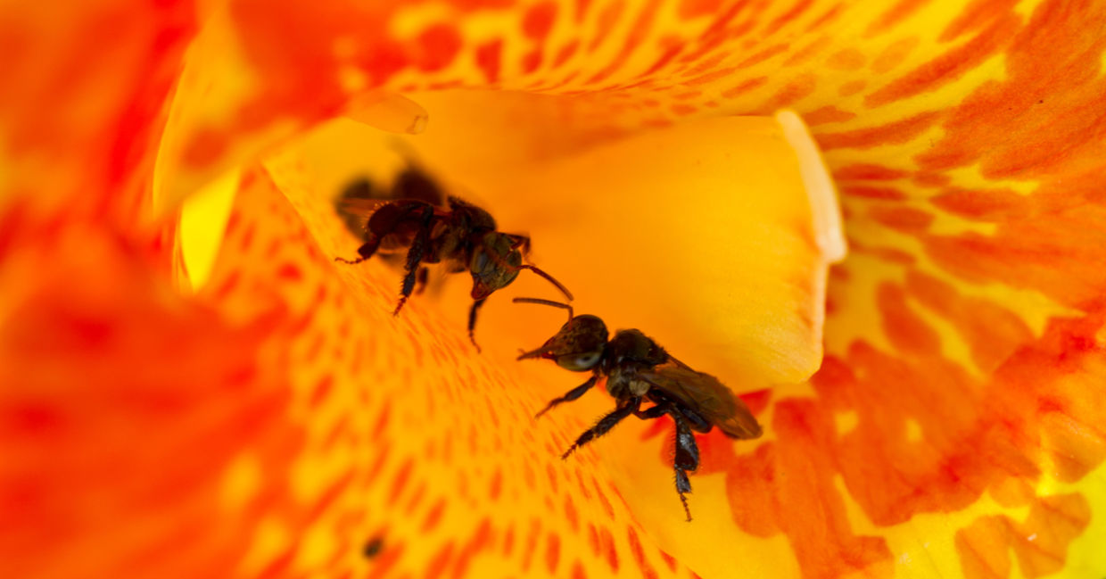 Stingless bees collecting pollen from a canna lily.
