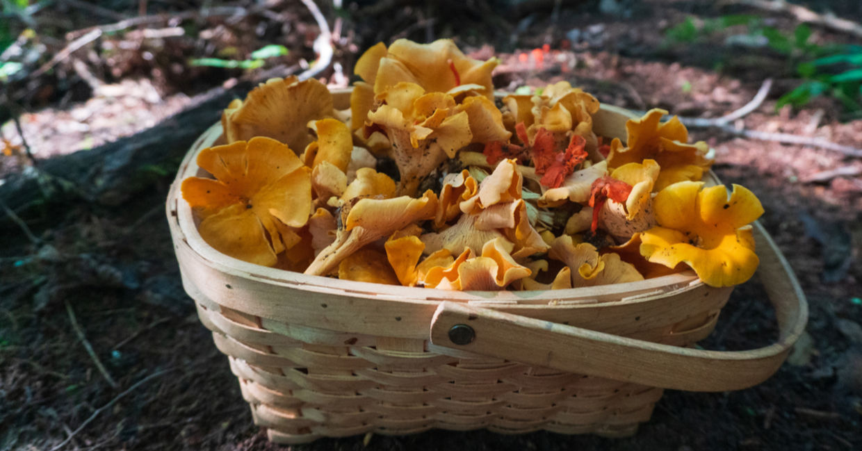 Chanterelle mushrooms foraged in the fall.