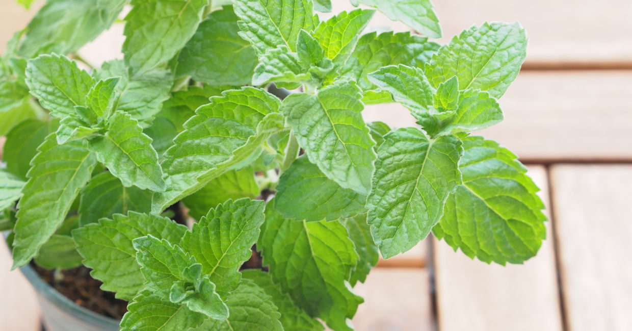 Potted peppermint.