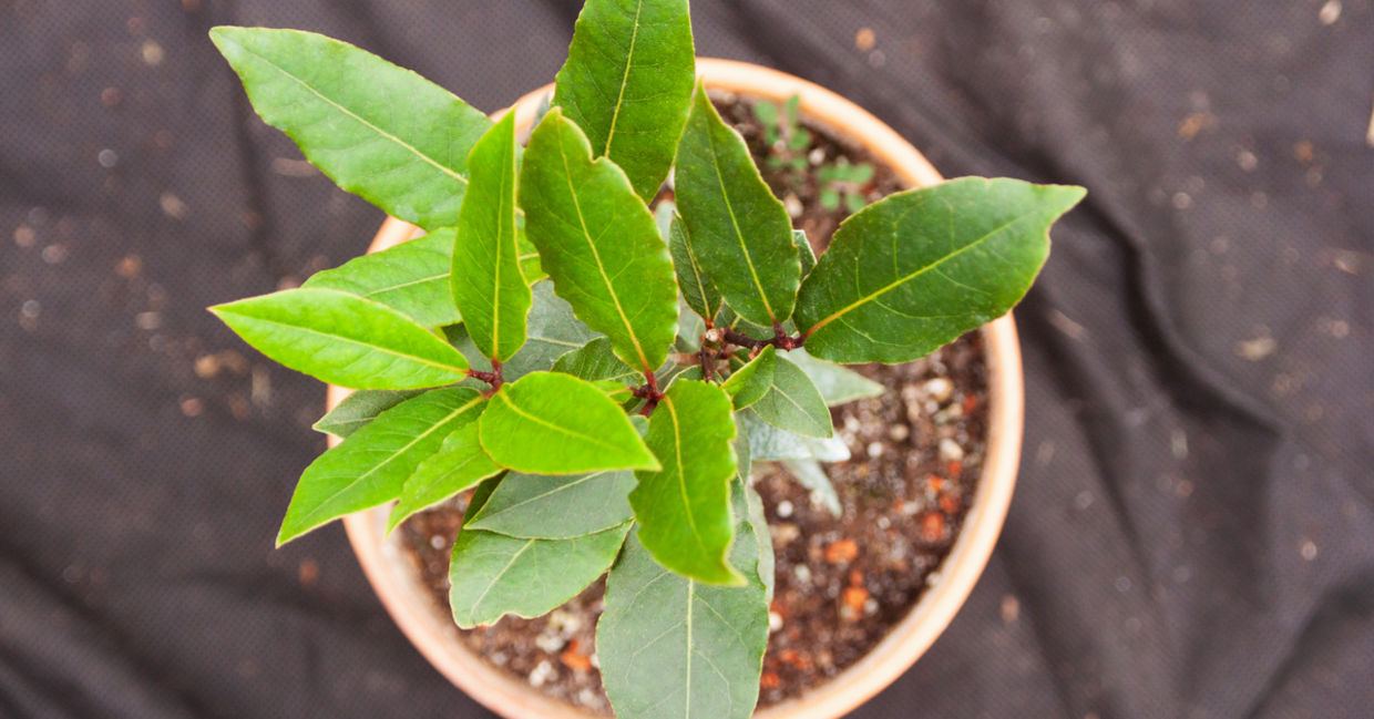 Bay laurel growing in a clay pot.