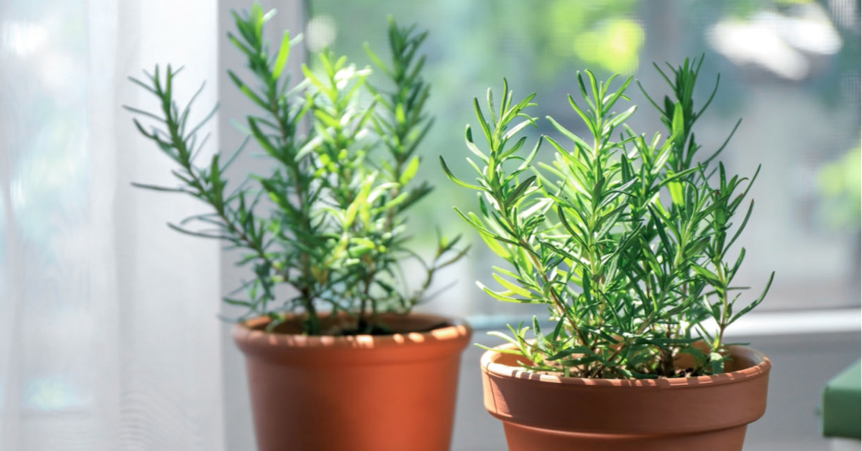 Rosemary in pots on a table.