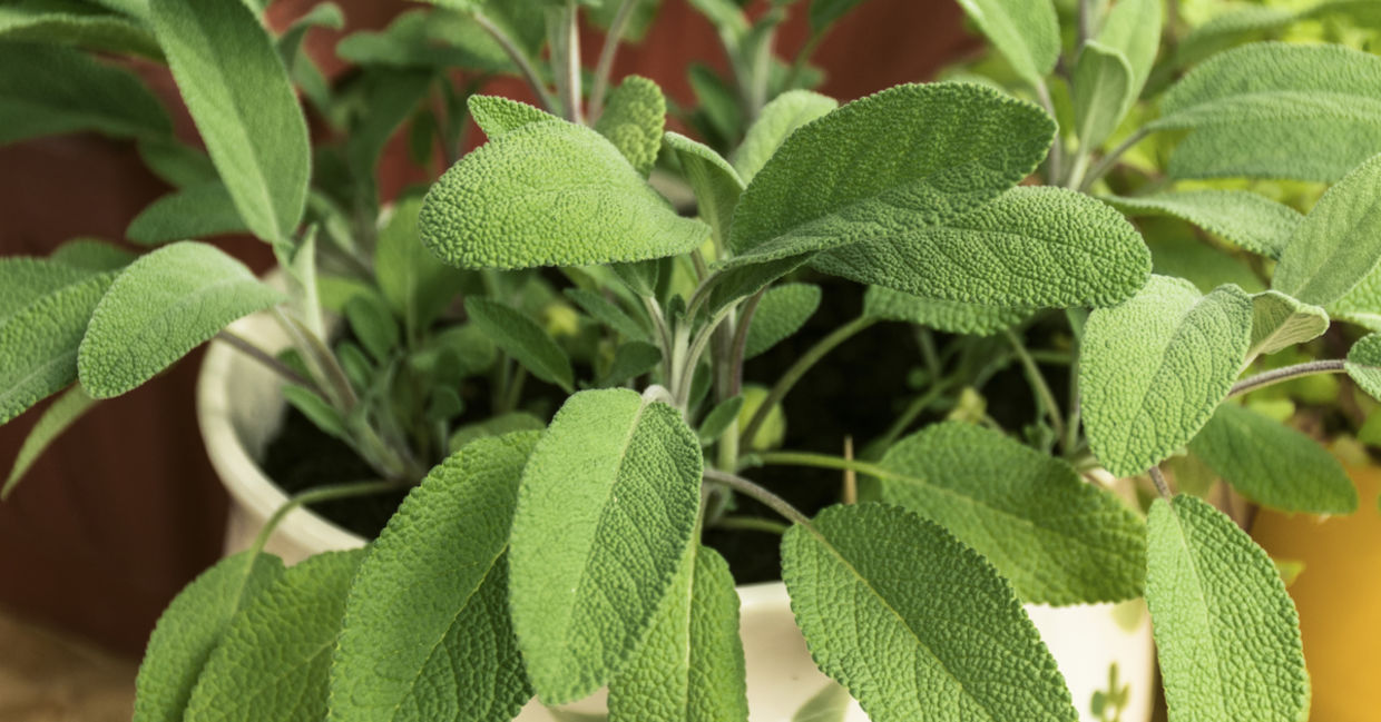 Potted sage growing  indoors.