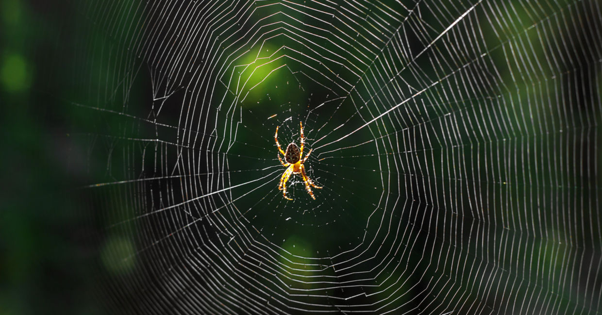 Spiders can bring good luck on Halloween.