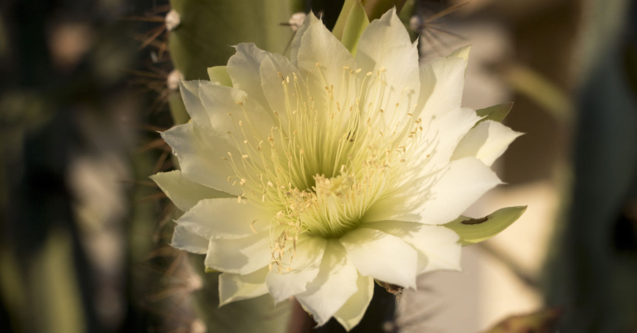 Cereus night blooming cactus flower