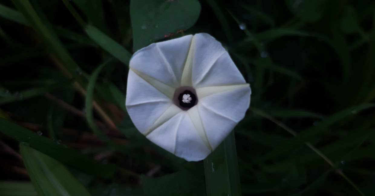 A moonflower blooming at night