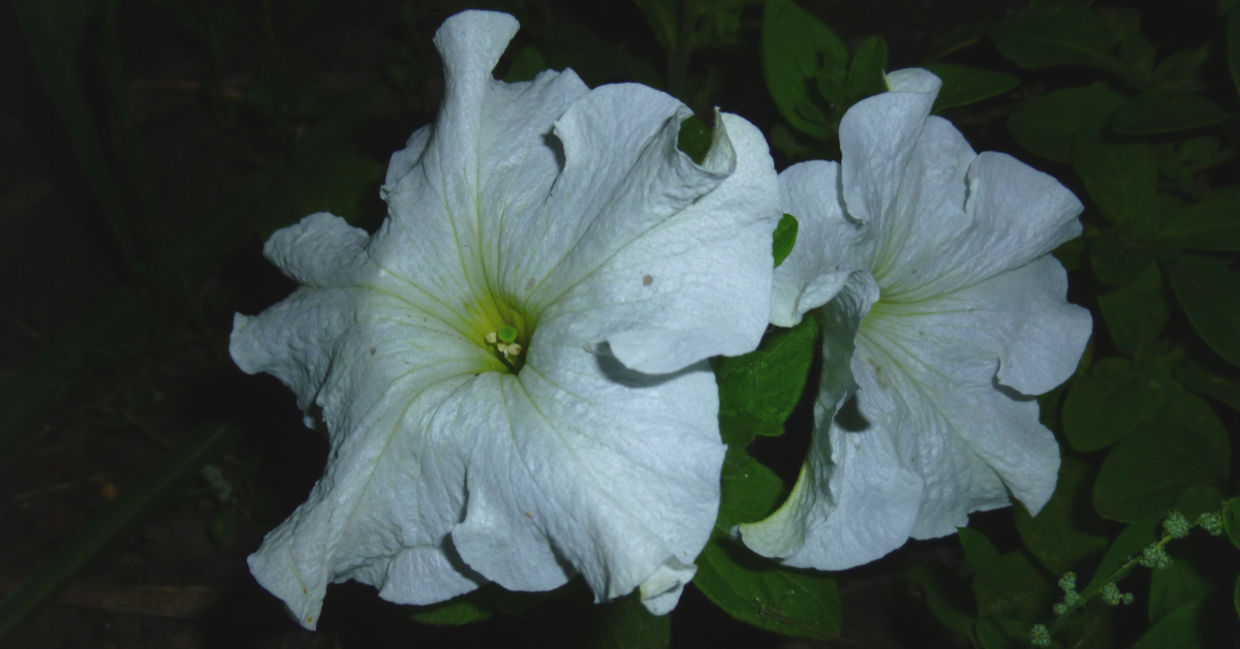 White petunia flowers at night