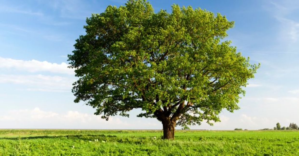 An oak  tree in a field.