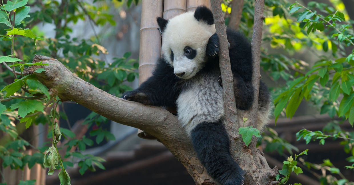WWF helps save endangered animals like pandas.