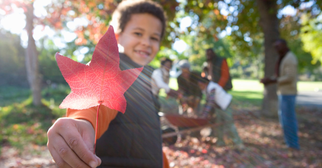 A young boy helping rake up leaves with his family is holding up a crimson maple leaf.