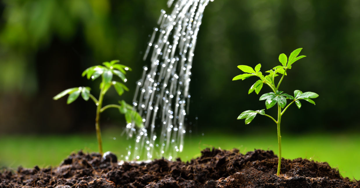 Watering spring seedlings with a healthy, organic  DIY liquid feed.