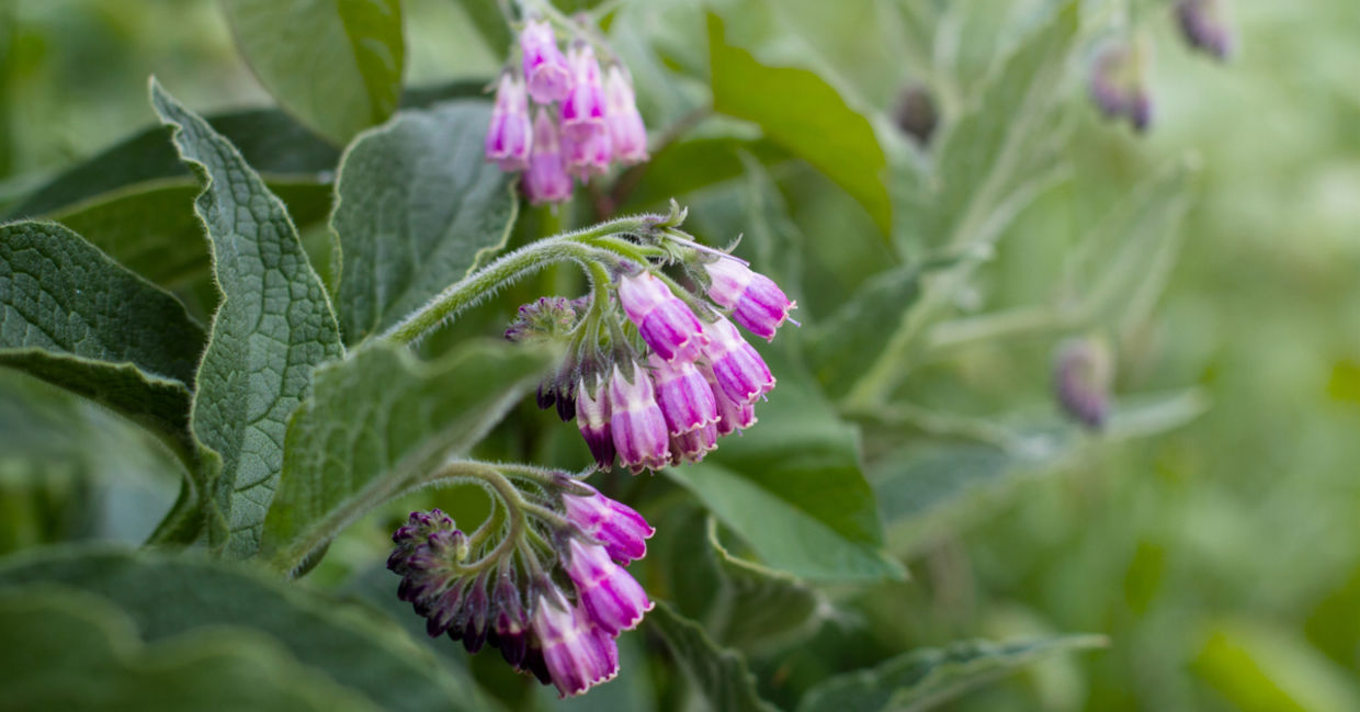 Comfrey flowers and leaves.