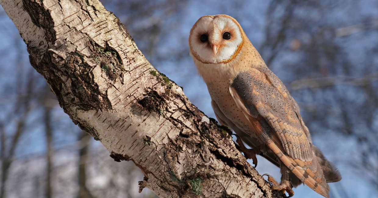Barn owl climbs up a birch tree